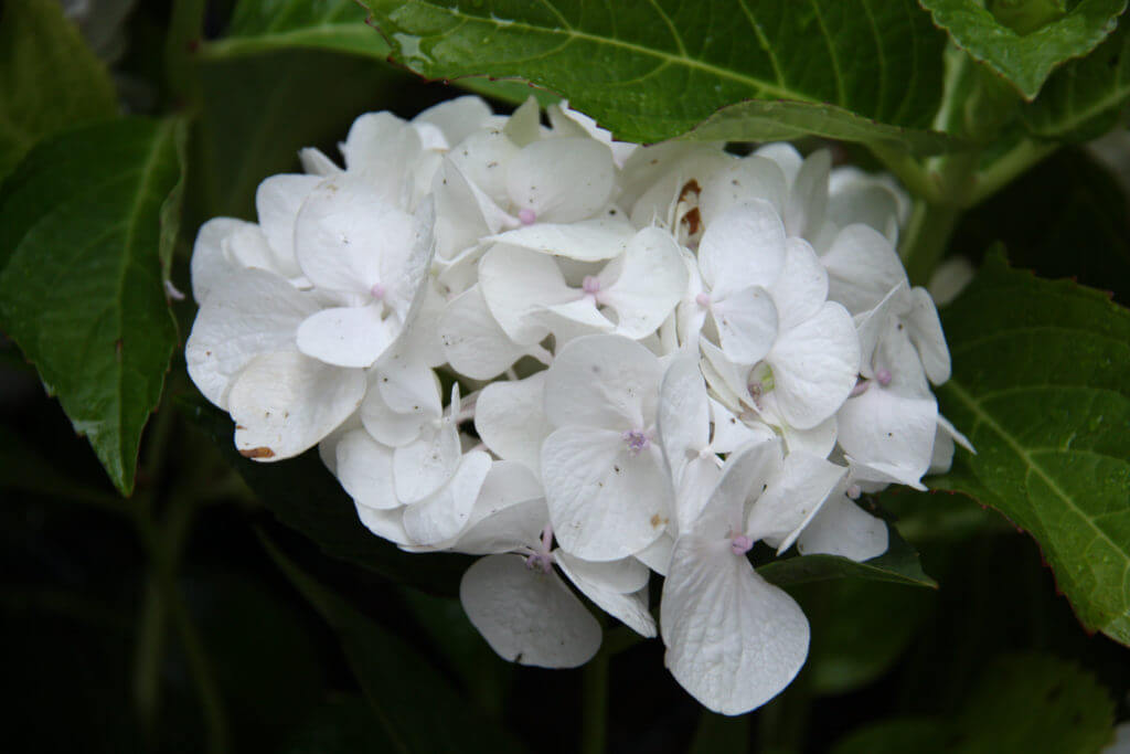 100-188 Hydrangea Macrophylla 'Princess Juliana' 2