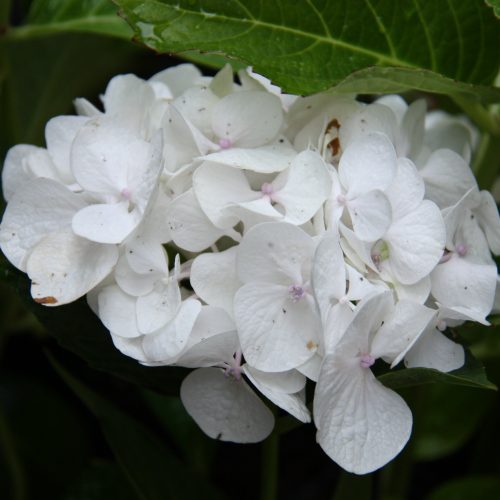 100-188 Hydrangea Macrophylla 'Princess Juliana' 2