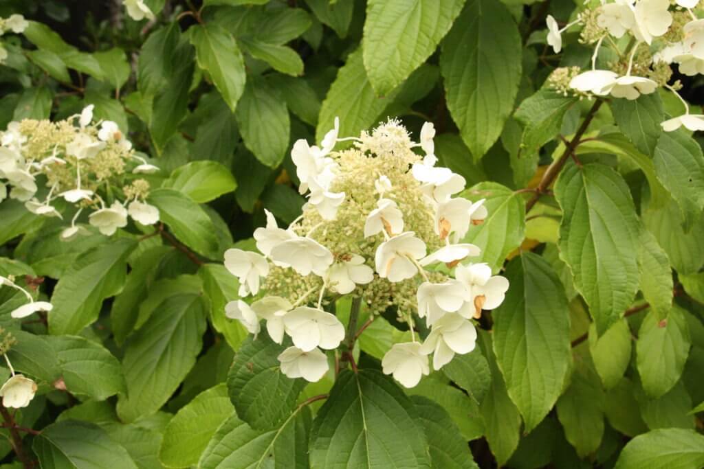 100-189 Hydrangea Paniculata 2