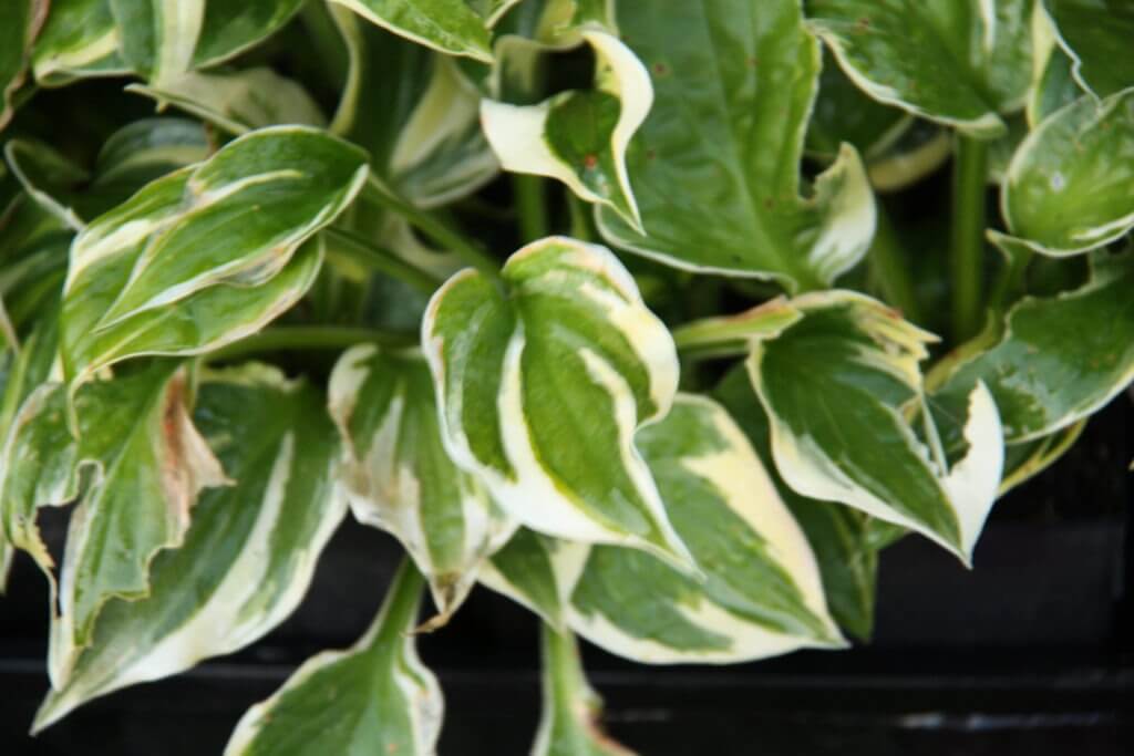 Hosta 'Brim Cup'