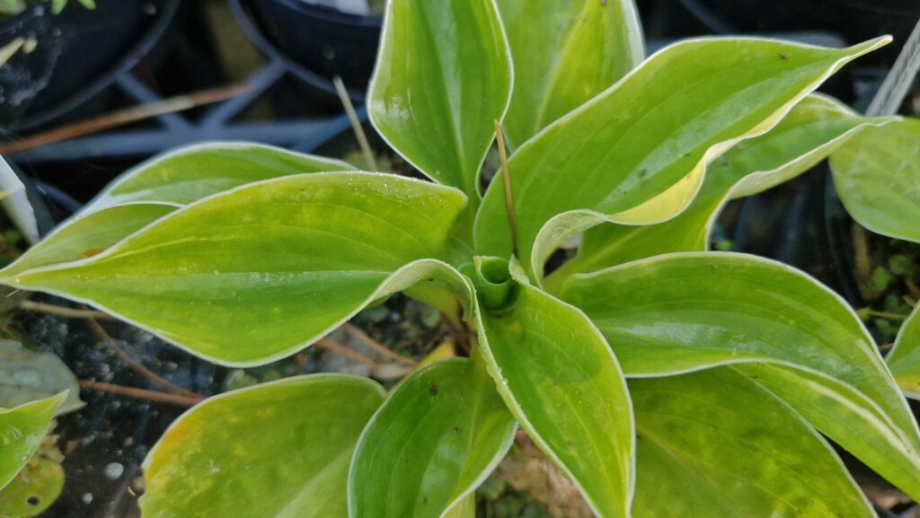 Hosta Brim cup