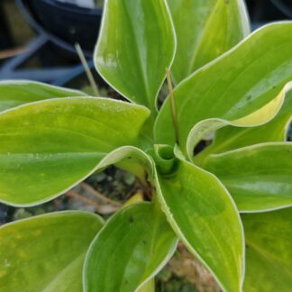 Hosta Brim cup