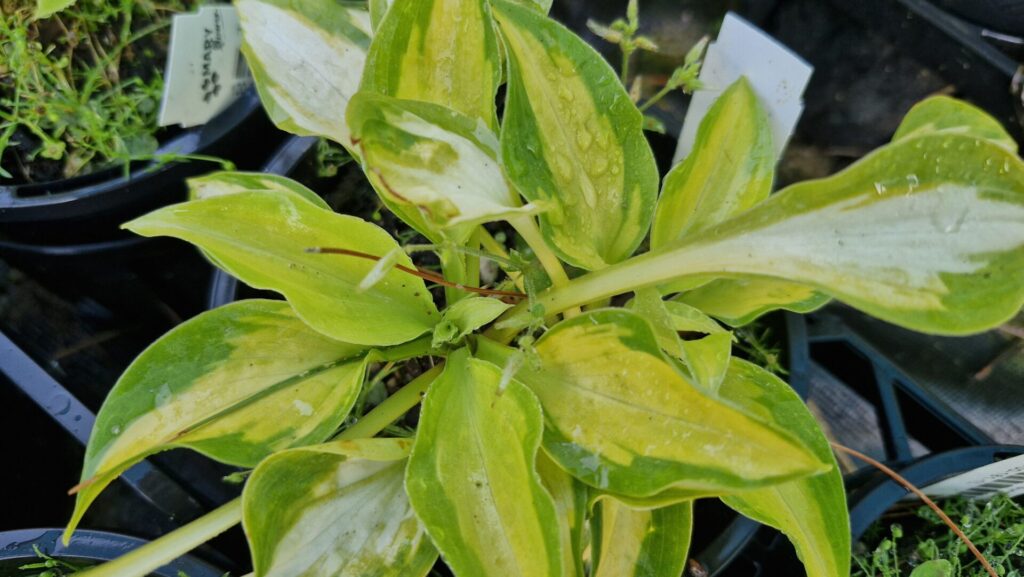Hosta Little Sunspot