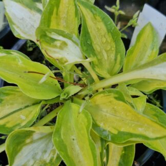 Hosta Little Sunspot
