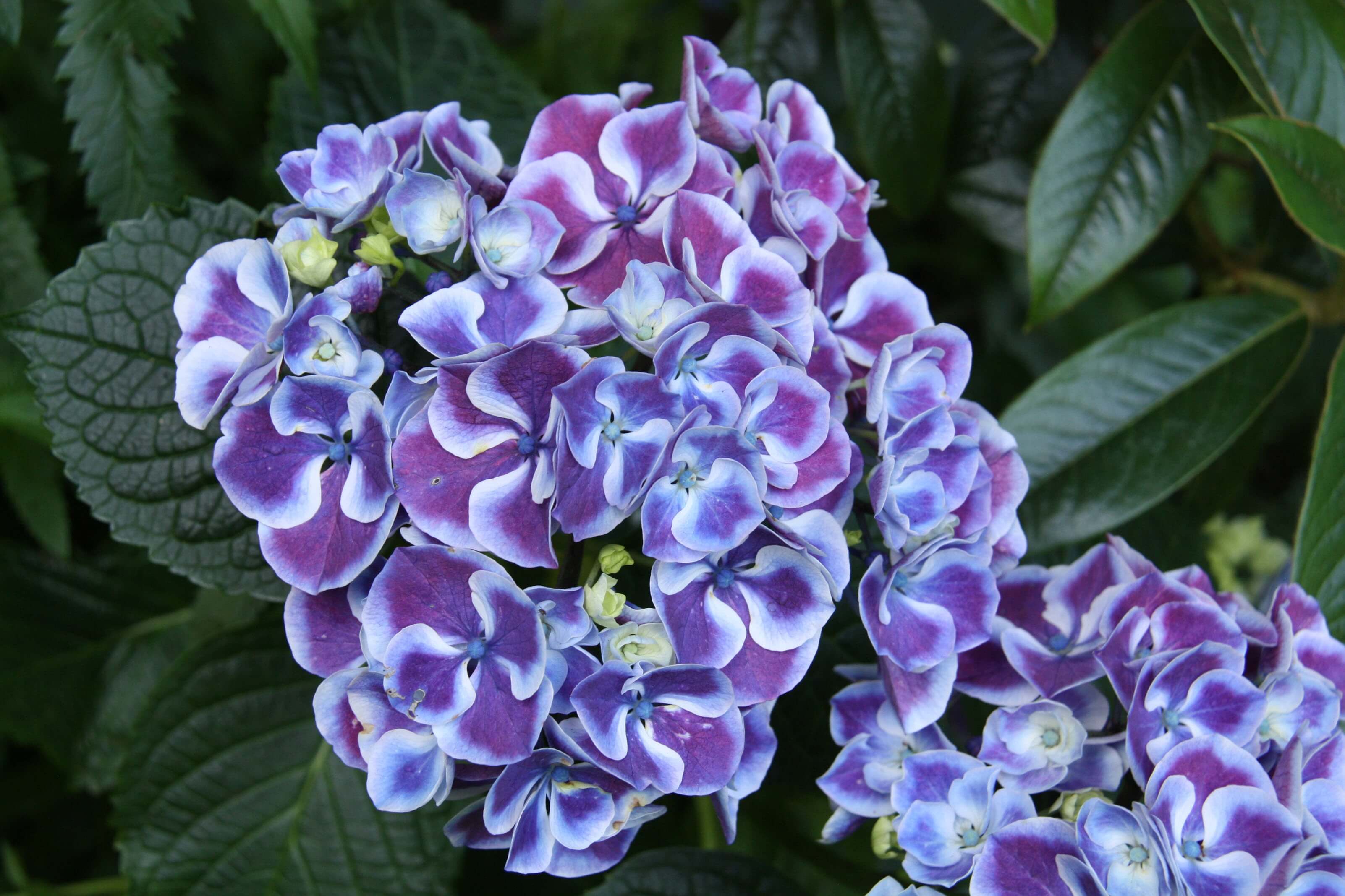 Hydrangea macrophylla фото