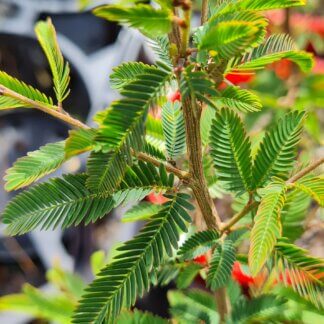 Calliandra Blushing Pixie