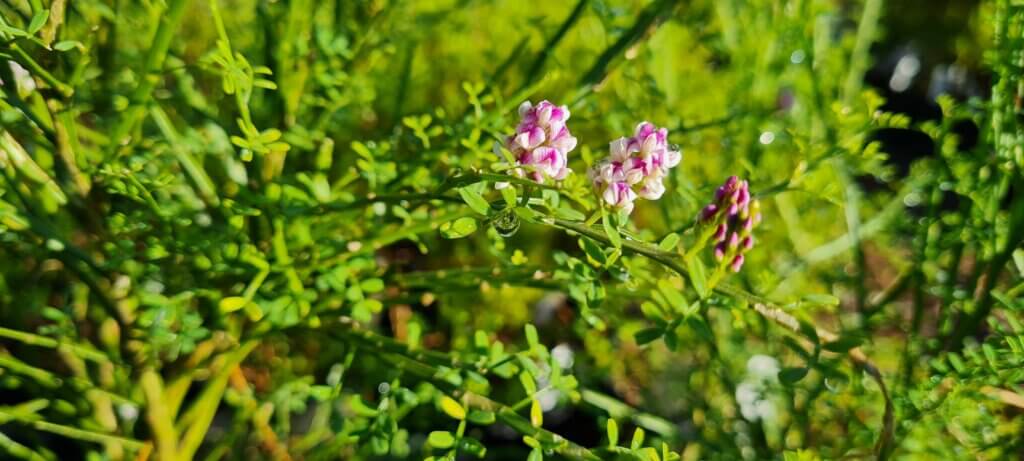 Carmichaelia 'Lilac Bouquet'