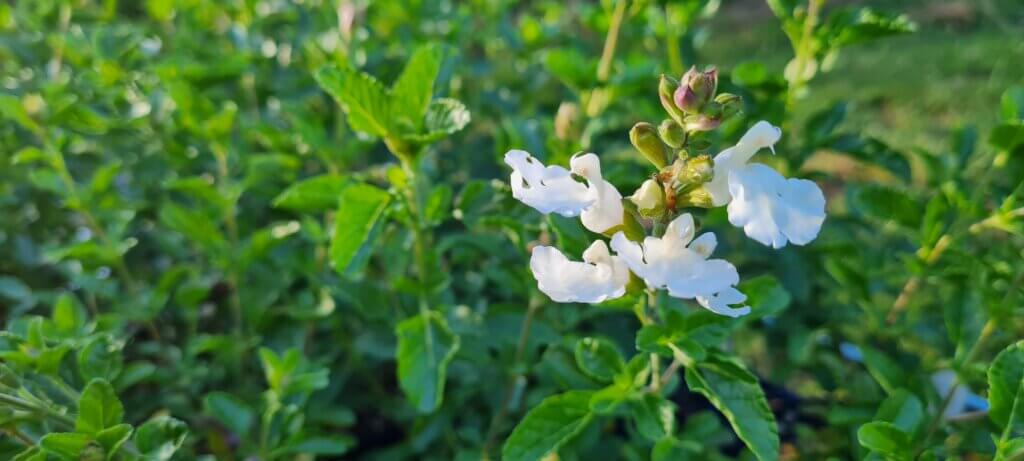 Salvia Greggi White