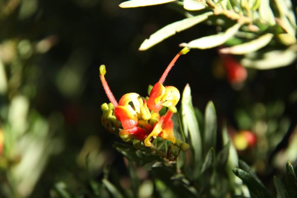 100-337 Grevillea Bonnie Prince Charlie 1