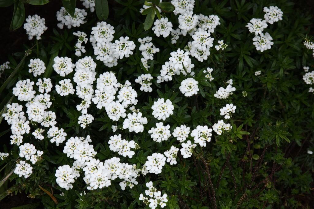 100-338 Iberis Snow top 1