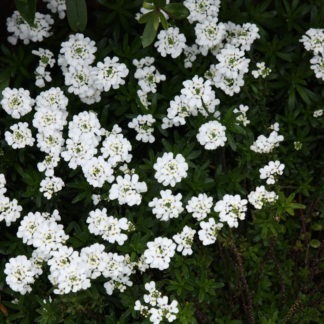 100-338 Iberis Snow top 1