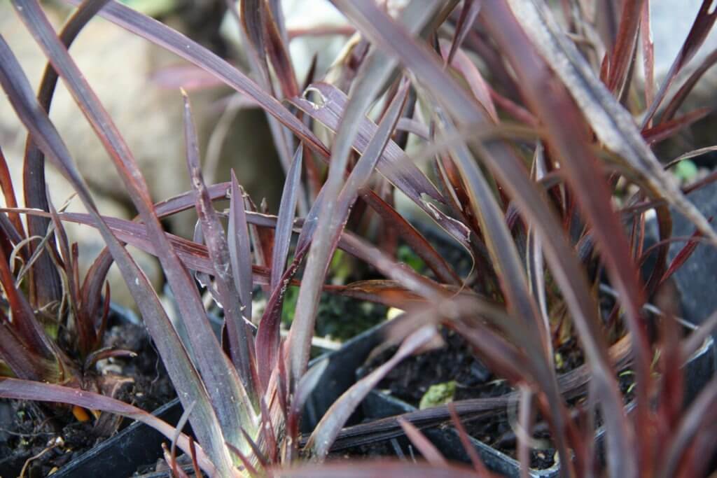 100-339 Phormium Thumbelina