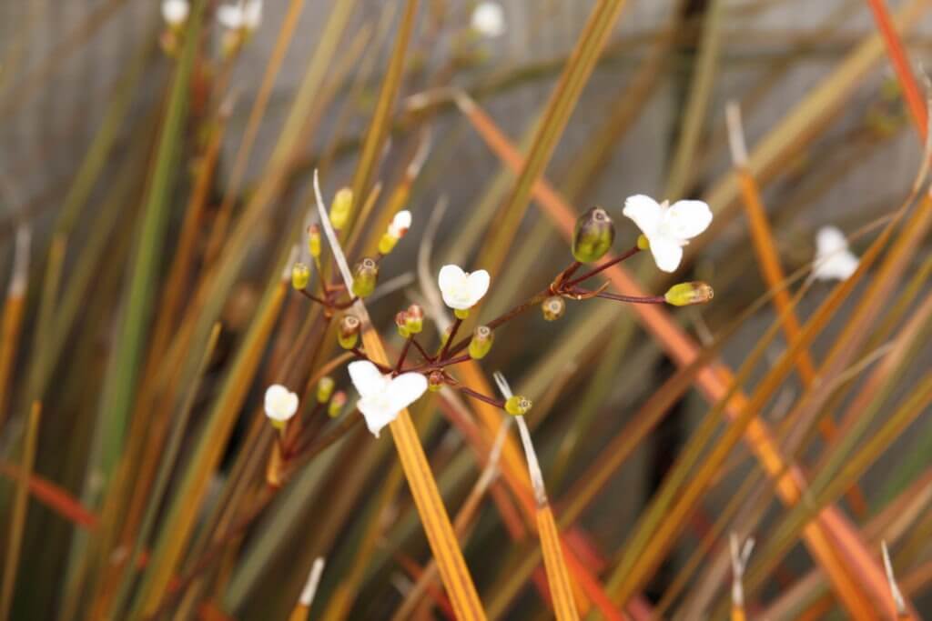 100-342 Libertia Taupo Sunset