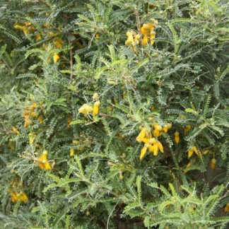 342 Sophora Dragons Gold 1