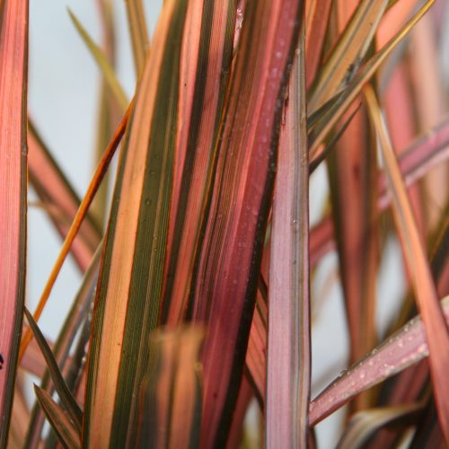 100-351 Phormium Pink Panther