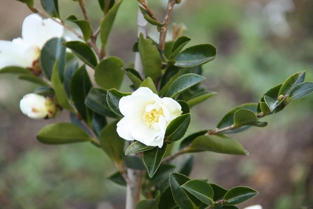 Camellia 'Setsugekka'