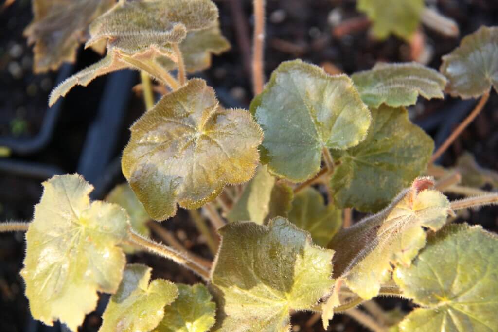 Heuchera 'Bronze Beauty'