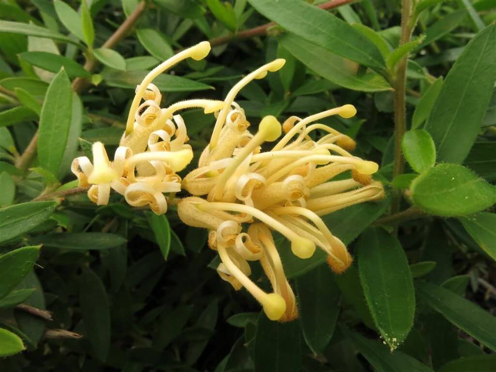 100-364 grevillea yellow fever