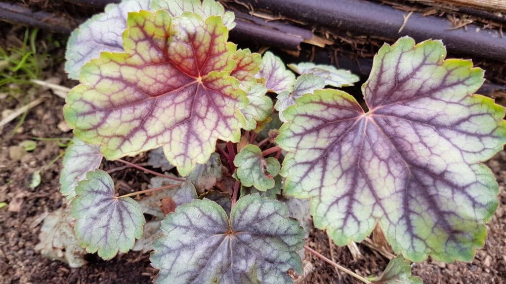 heuchera-green-spice