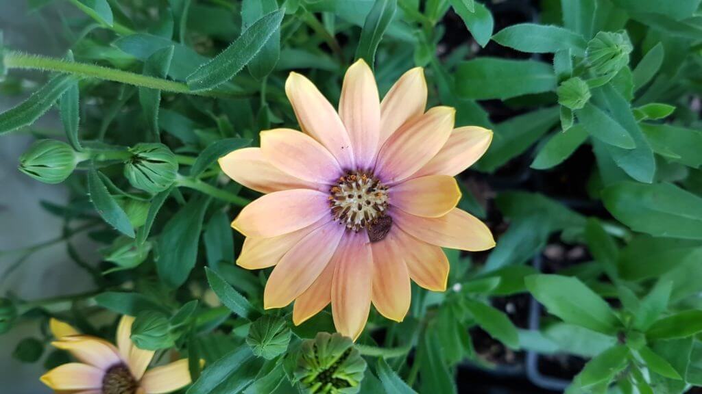 osteospermum-big-yellow