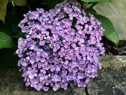 100-371 hydrangea Ayesha