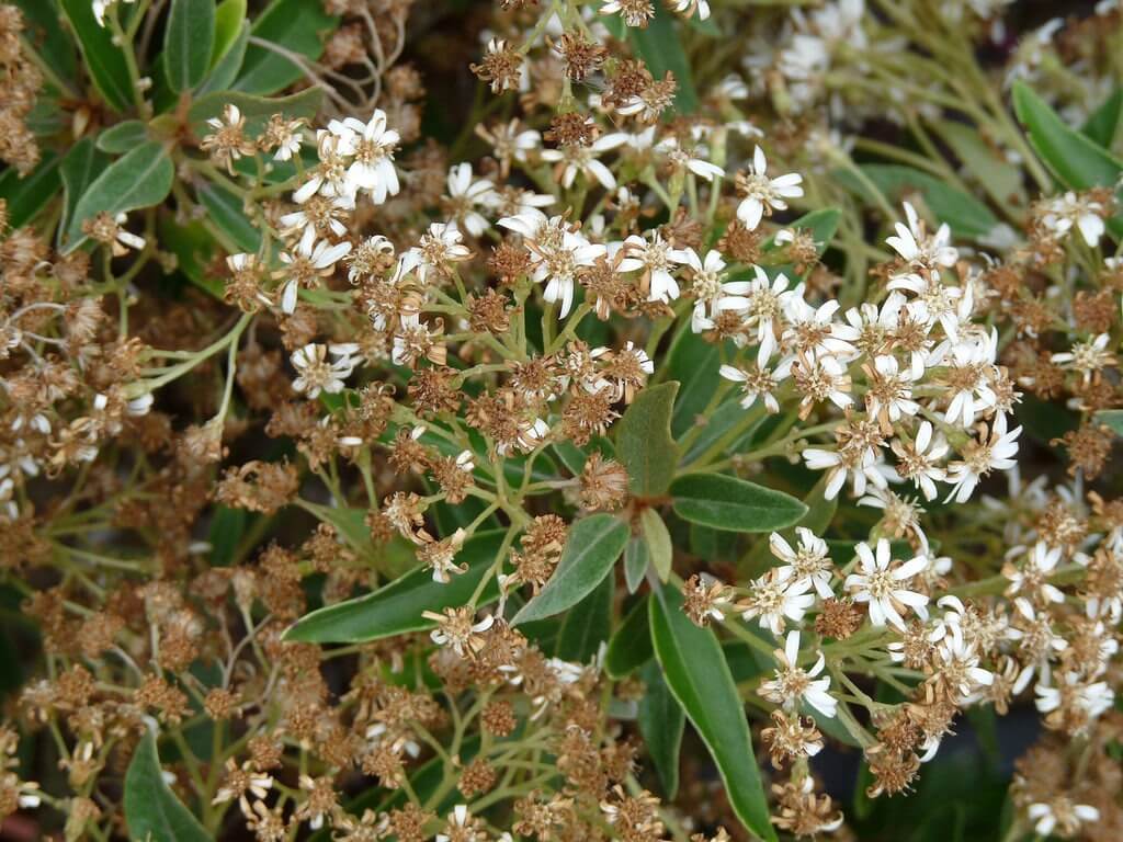 100-372 Olearia cheesemanii