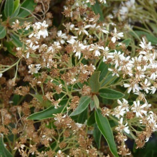 100-372 Olearia cheesemanii