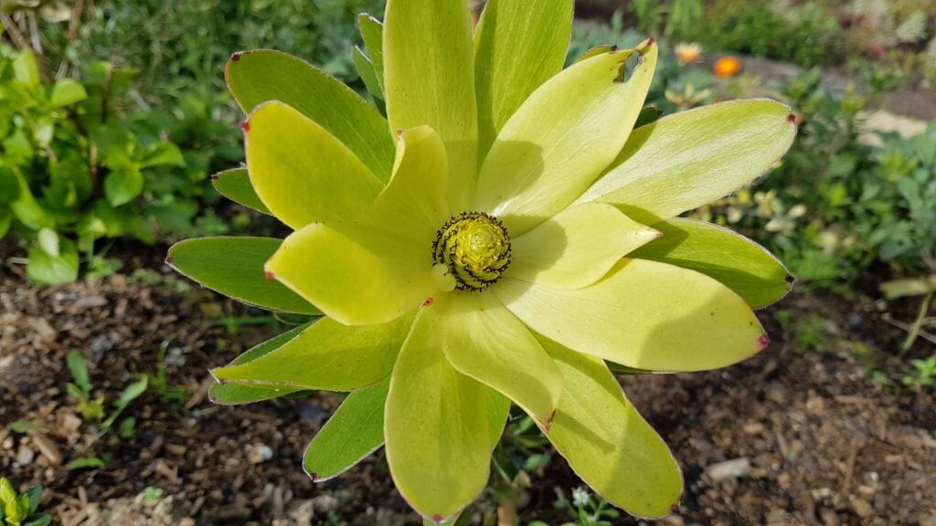 Leucadendron golden tulip