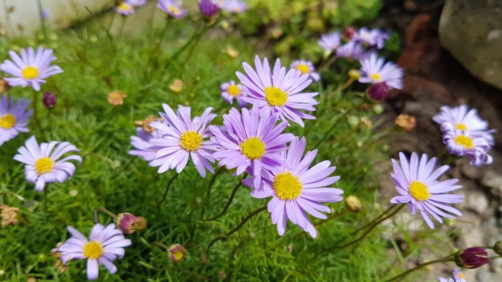 Brachyscome 'Break of Day'