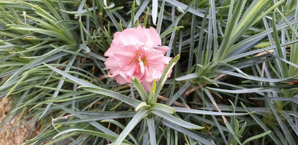 Dianthus rustic beauty