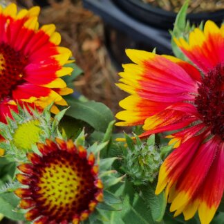 Gaillardia ‘Arizona Sun’