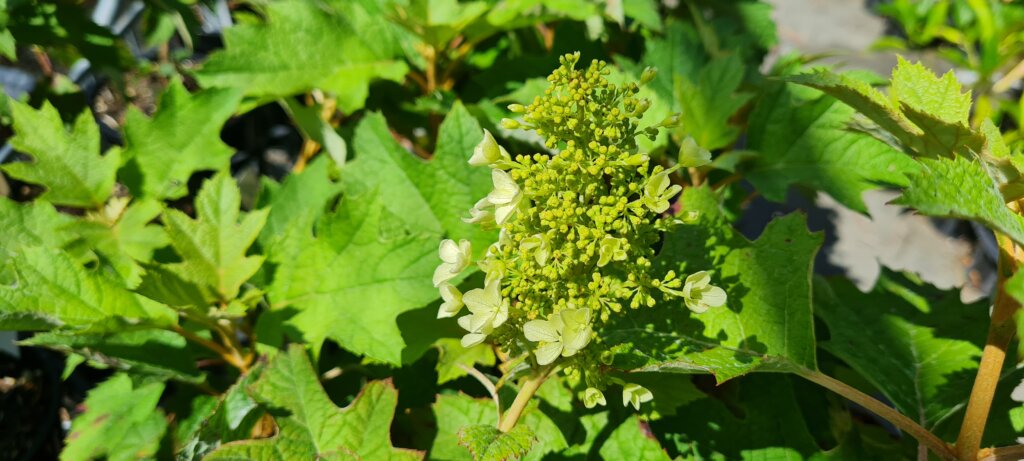 Hydrangea quercifolia Pee Wee 1