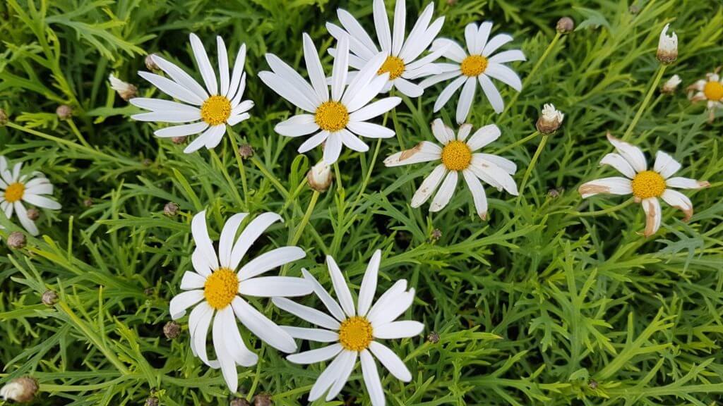 argyranthemum pixie white