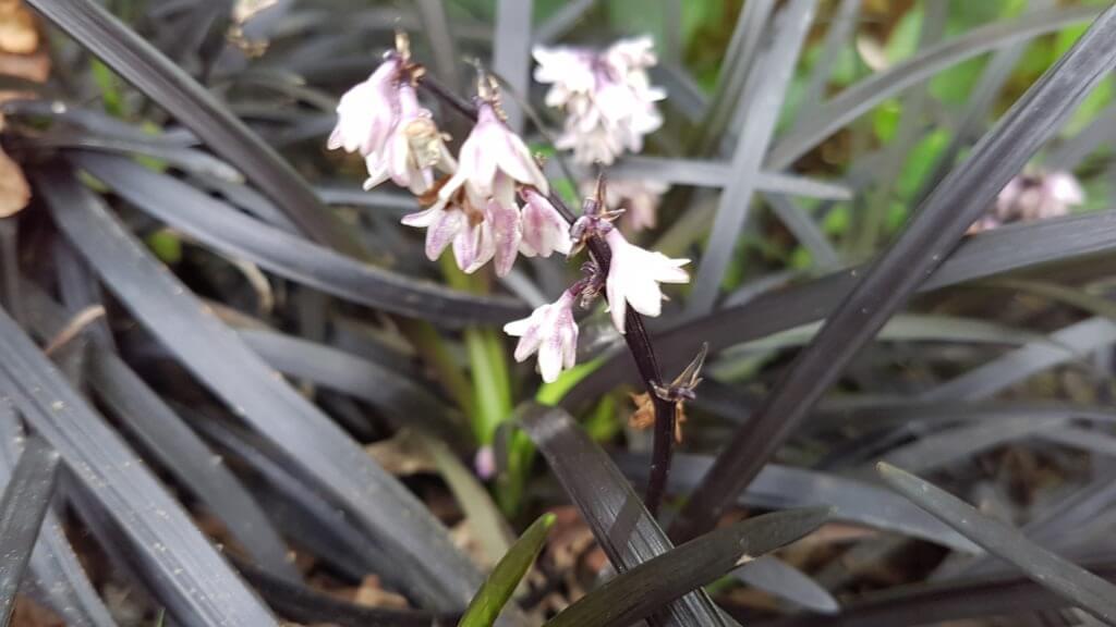 Black Mondo grass
