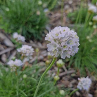 Armeria White