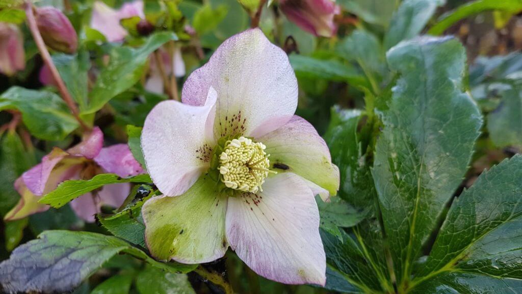 Helleborus English Thorough Bred