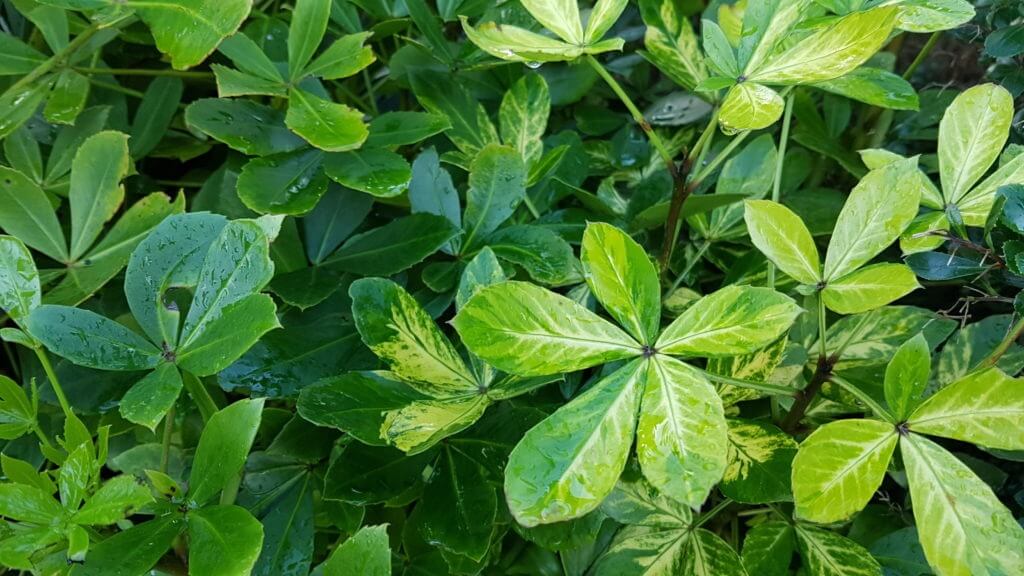 Pseudopanax gold splash