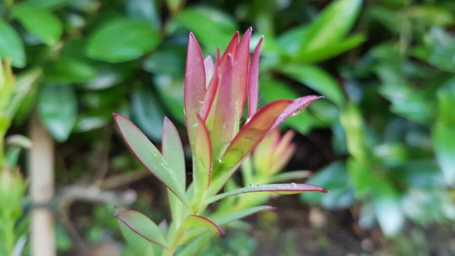 Leucadendron superstar