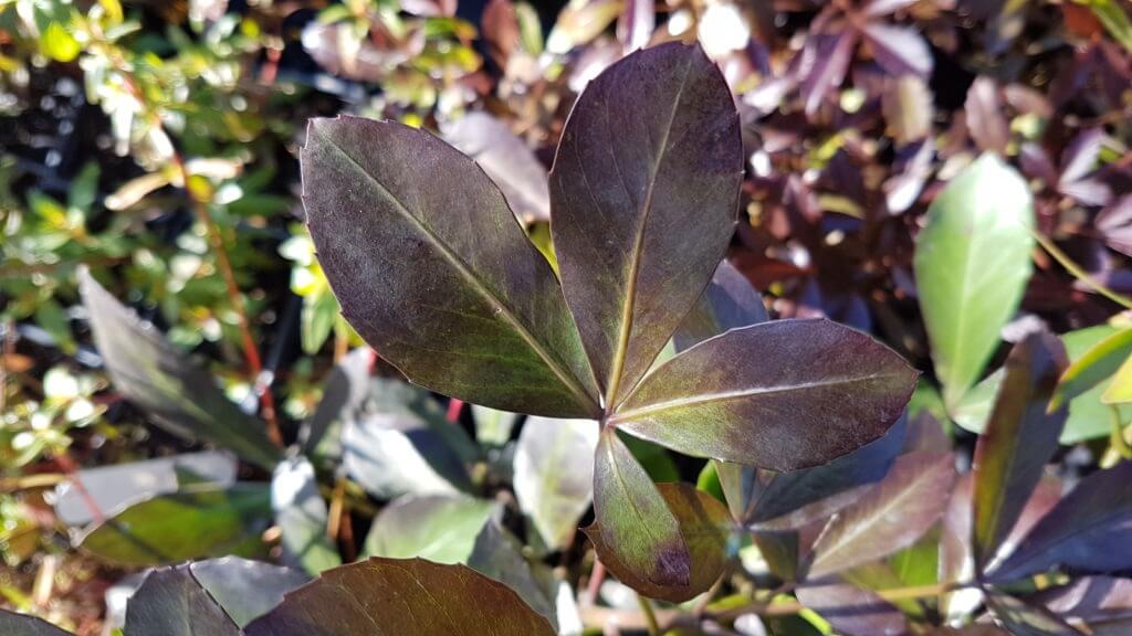 Pseudopanax black ruby