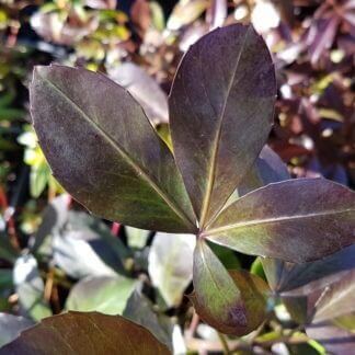 Pseudopanax black ruby
