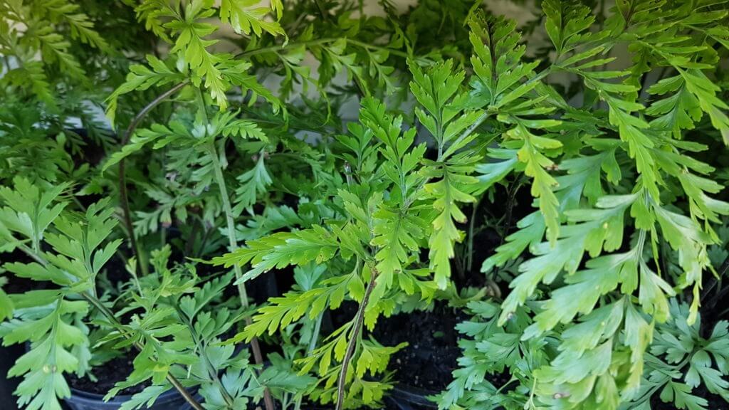 asplenium bulbiferum