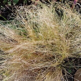 Carex comans frosted curl