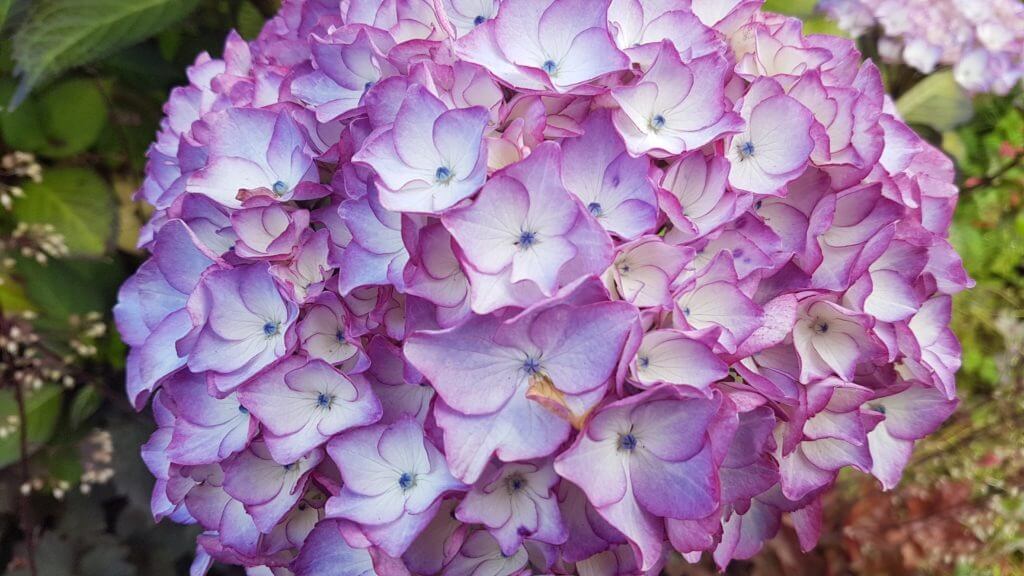 Hydrangea Sabrina