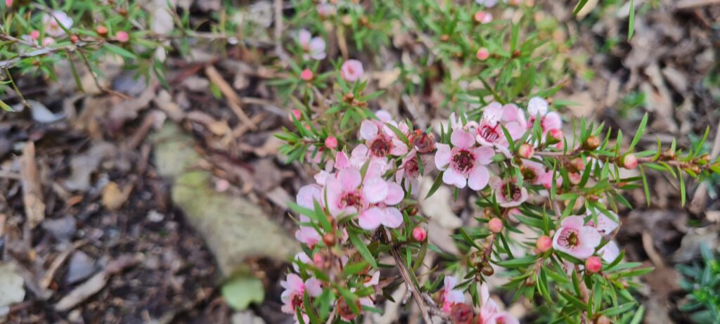 Leptospermum pink beauty