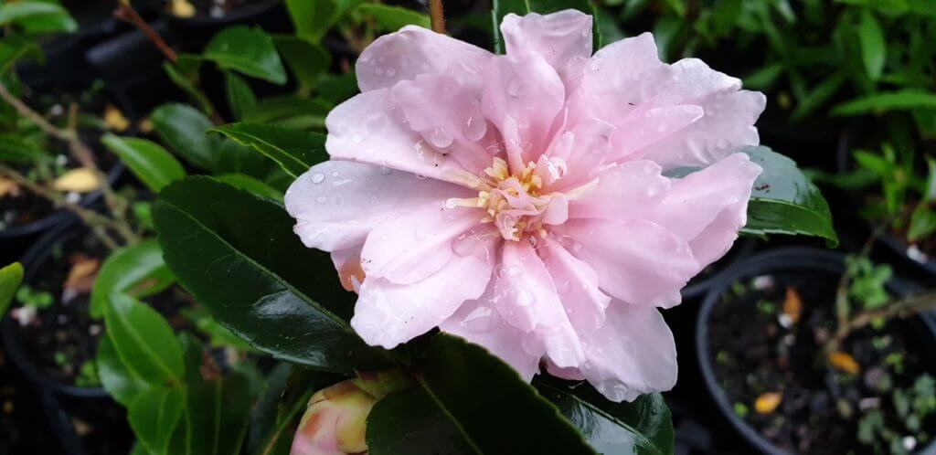 Camellia paradise petite