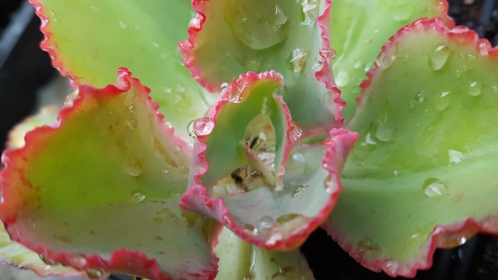 echeveria dicks pink