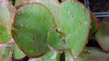 echeveria gibbiflora big red 1
