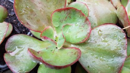echeveria gibbiflora big red