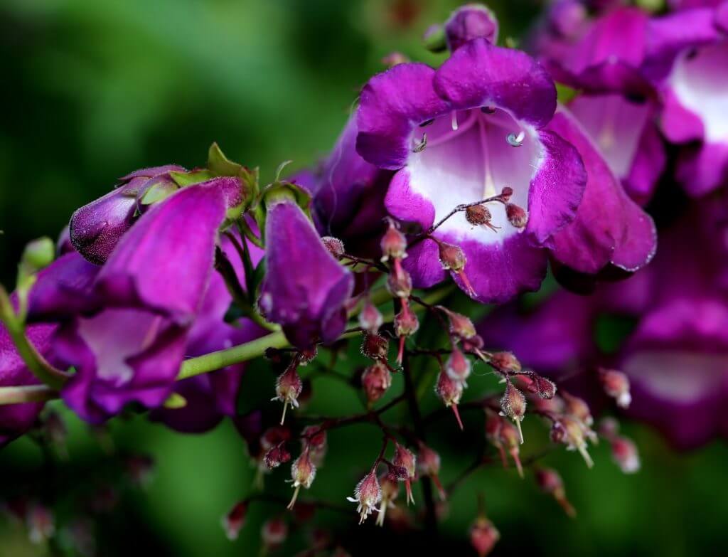 Penstemon Purple Passion