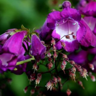 Penstemon Purple Passion